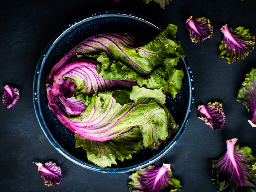 Green and purple lettuce inside a blue plate